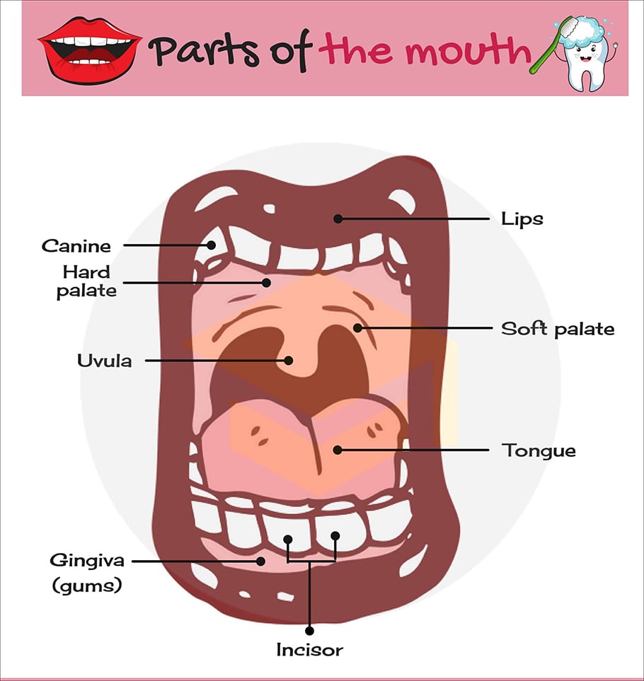 Từ vựng bộ phận của miệng