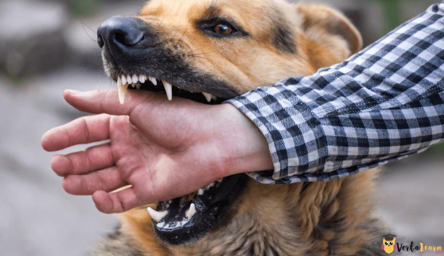 Trừng phạt chú chó có thể dẫn tới việc làm chúng căng thẳng.