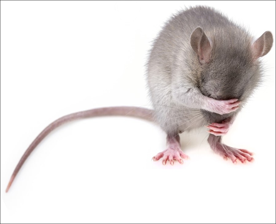 Mơ thấy chuột: Giải mã giấc mơ và các điềm báo mang lại