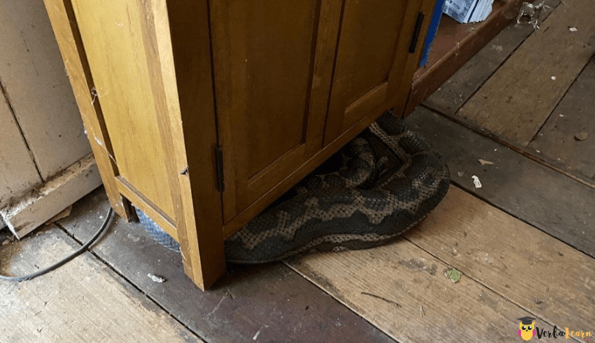 Loại bỏ rắn vào nhà